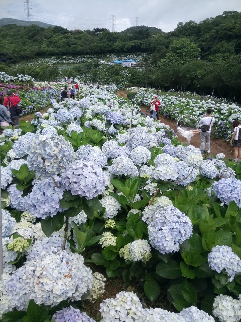 DSC_9290.JPG - 萬里  高家繡球花田