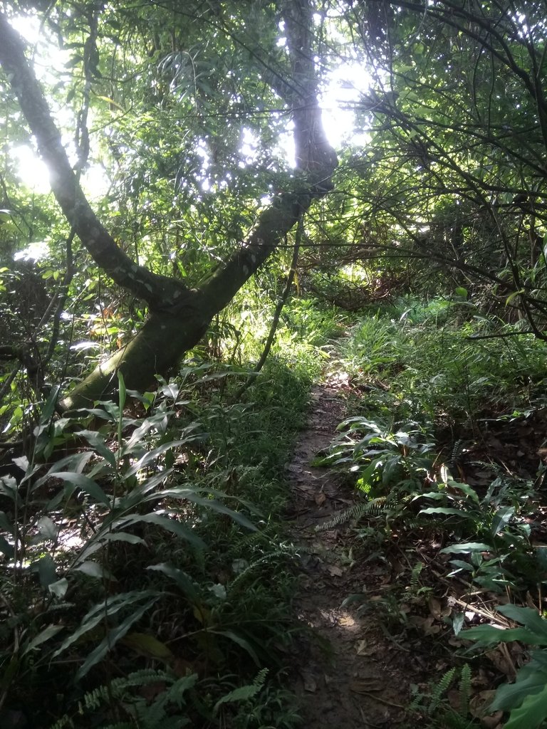 DSC_2507.JPG - 國姓  大橫屏山