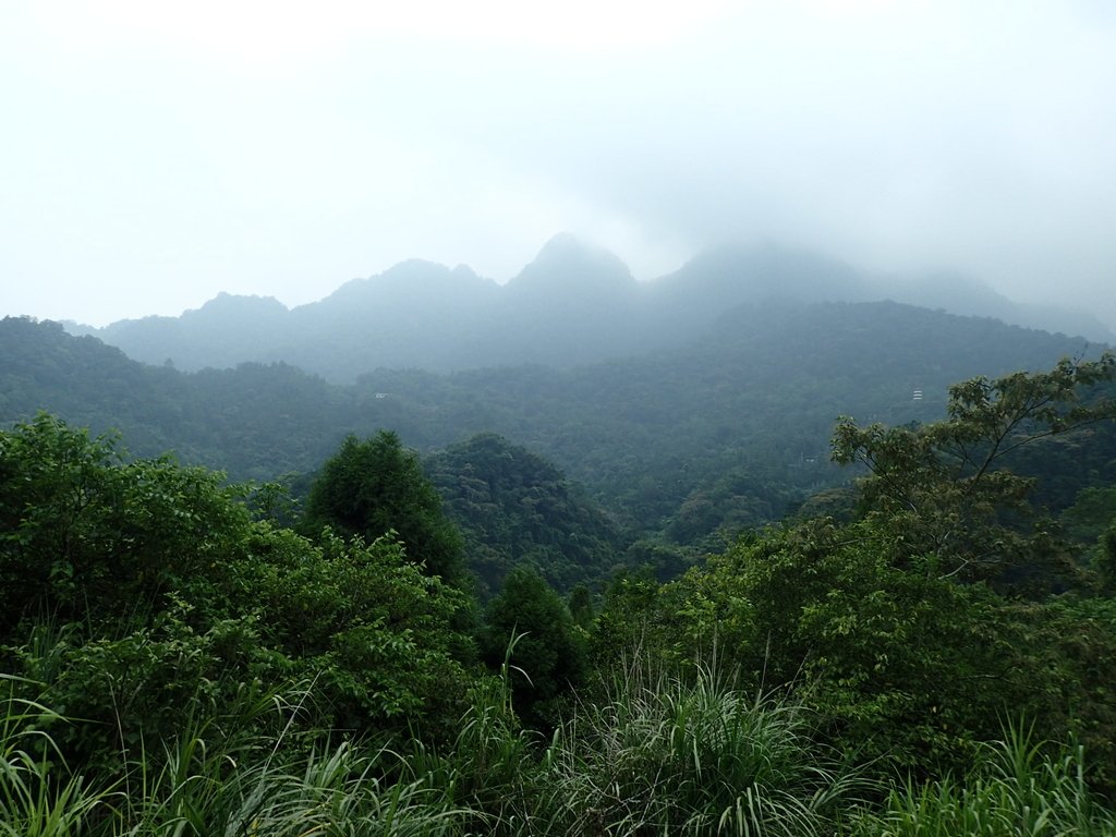 P9108368.JPG - 新竹  五指山登山步道