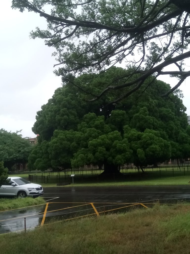 DSC_0411.JPG - 台南  成功大學  校園掠影