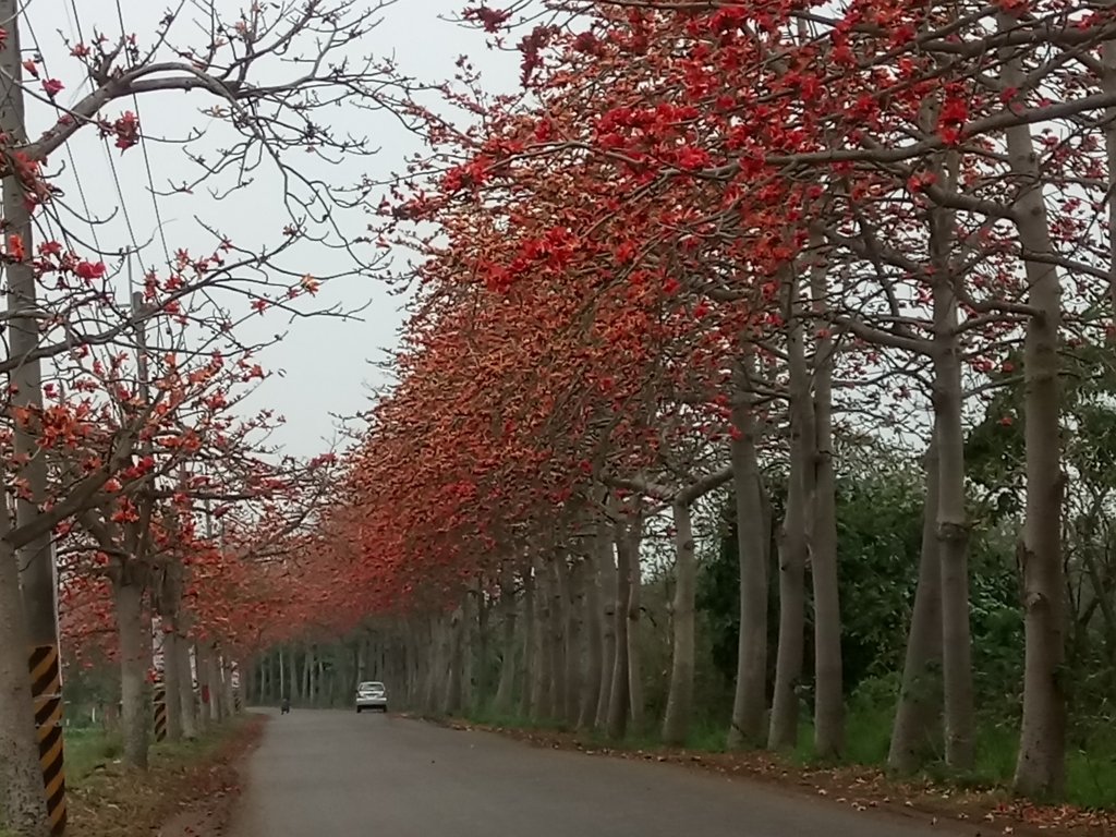 DSC_8324.JPG - 埤頭  東螺溪  木棉花