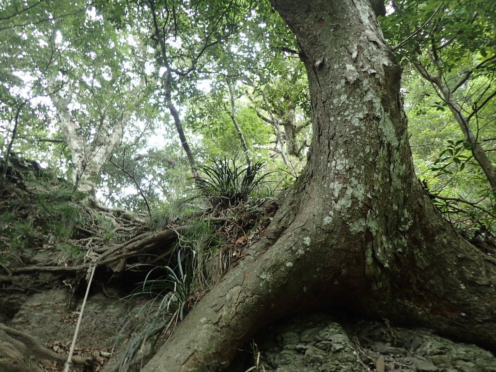 P8287268.JPG - 苗栗  泰安  虎山行