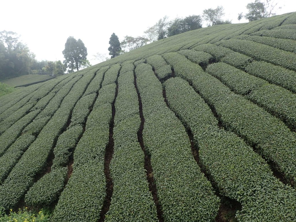 P3257922.JPG - 阿里山  頂石卓茶園之美