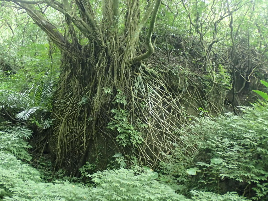 P3018871.JPG - 深坑  土庫岳登山步道  (02)