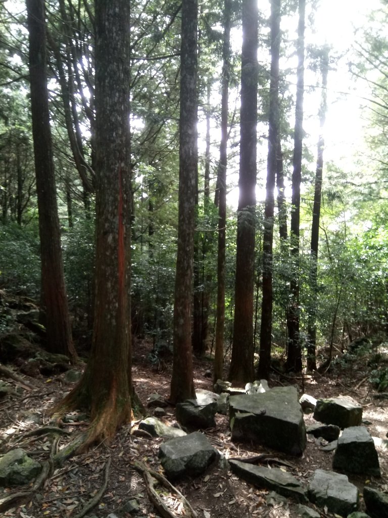 DSC_2639.JPG - 台中  和平  稍來山