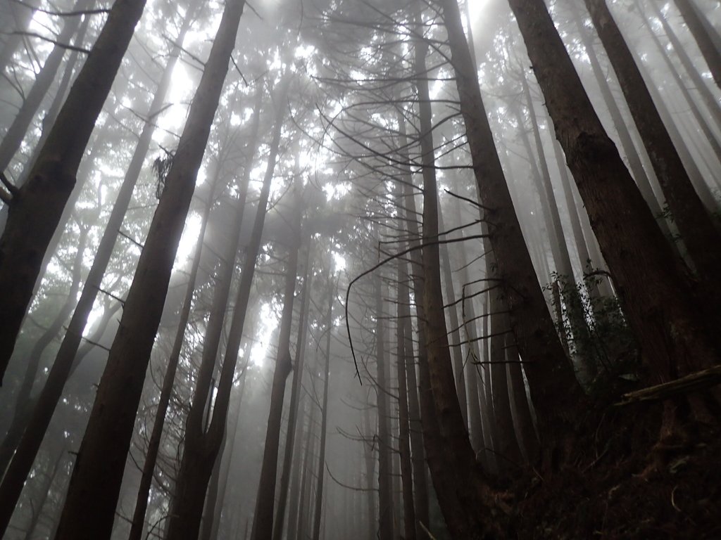 P2035006.JPG - 南庄  加里山  森林鐵道