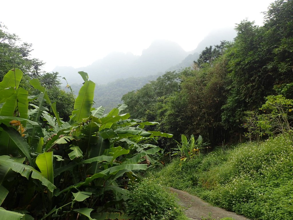 P9108369.JPG - 新竹  五指山登山步道