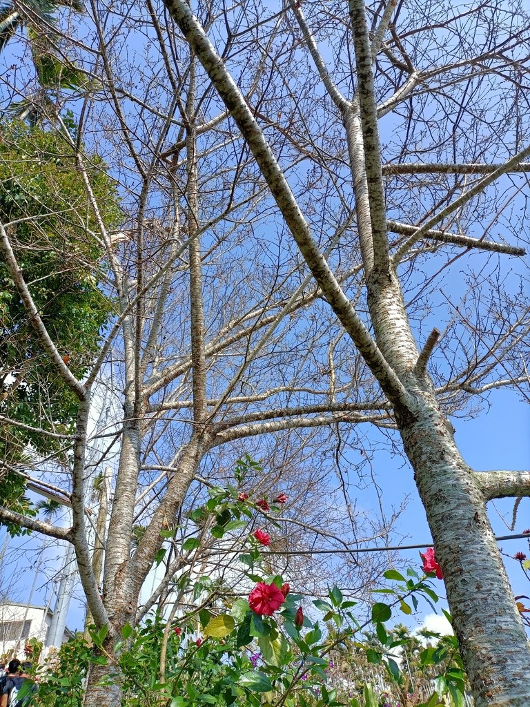 IMG20210130110912.jpg - 竹崎  獨立山登山步道