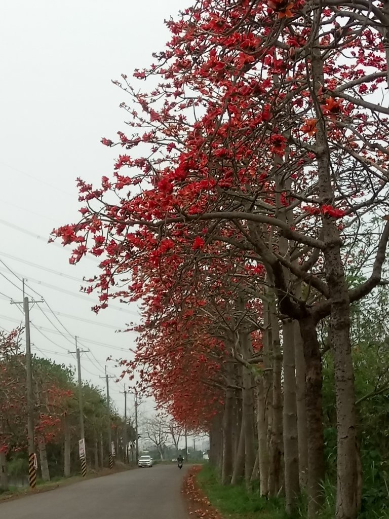 DSC_8263.JPG - 埤頭  東螺溪  木棉花