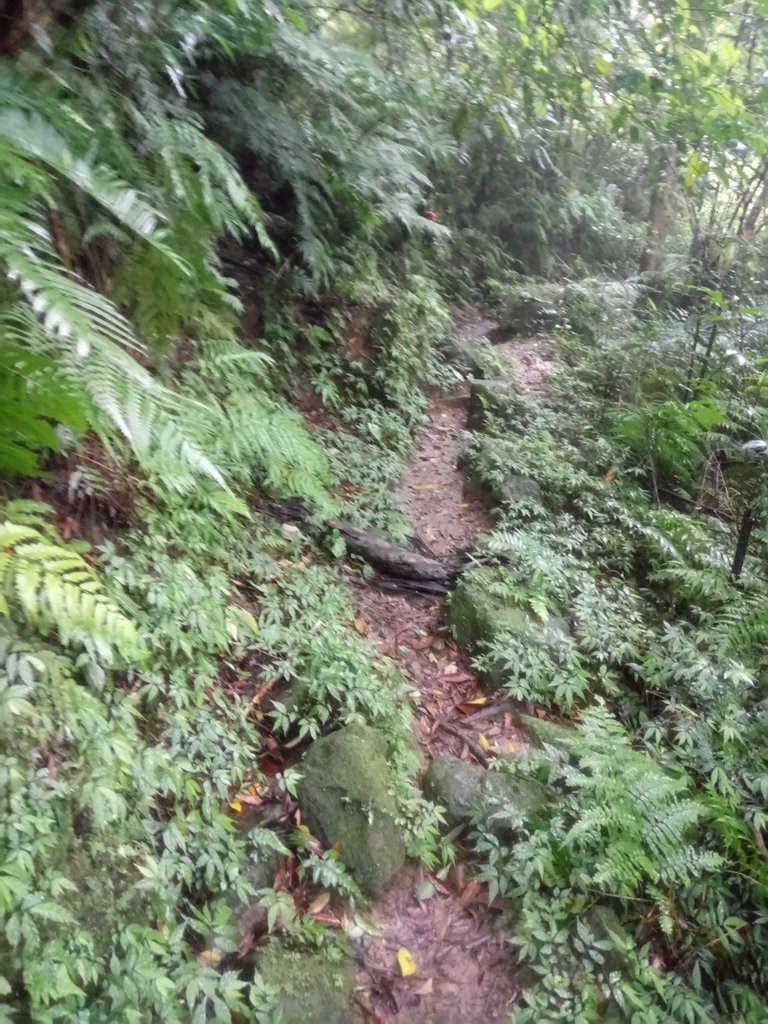 DSC_8450.JPG - 深坑  炮子崙登山步道