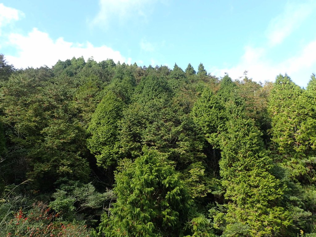 PB265475.JPG - 太平山  翠峰湖環山步道  02