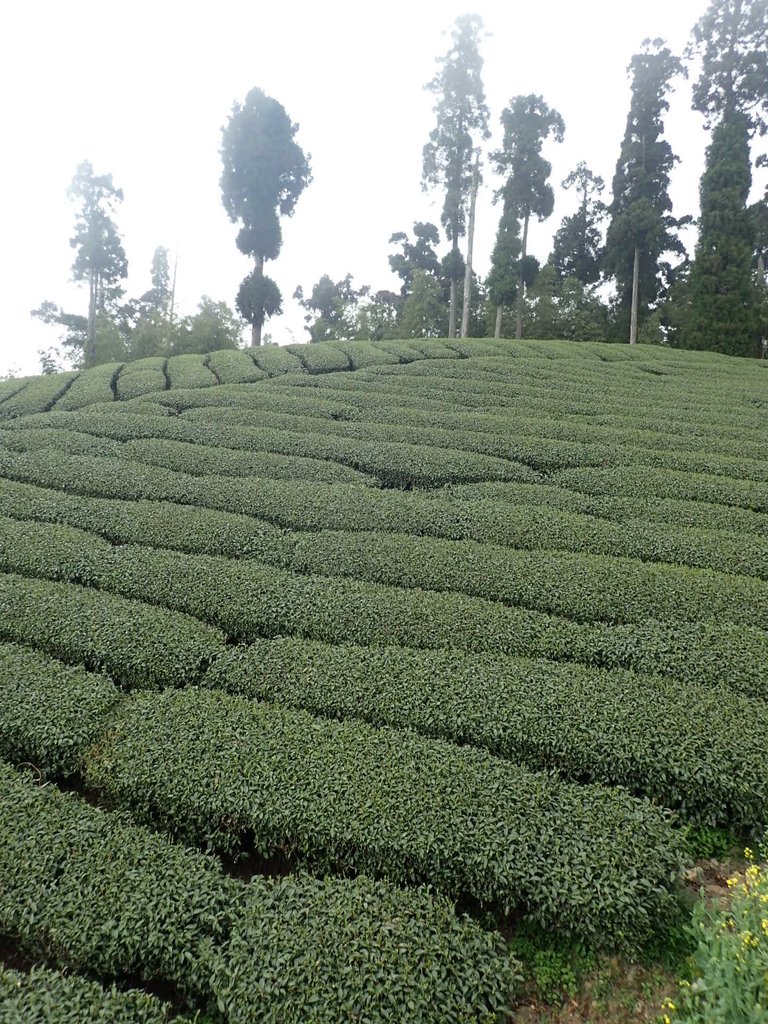 P3257923.JPG - 阿里山  頂石卓茶園之美