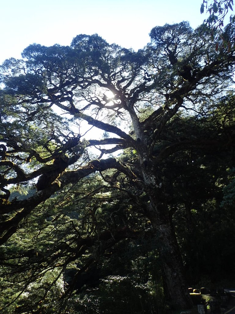 P3268057.JPG - 鹿林山  麟趾山步道  (01)