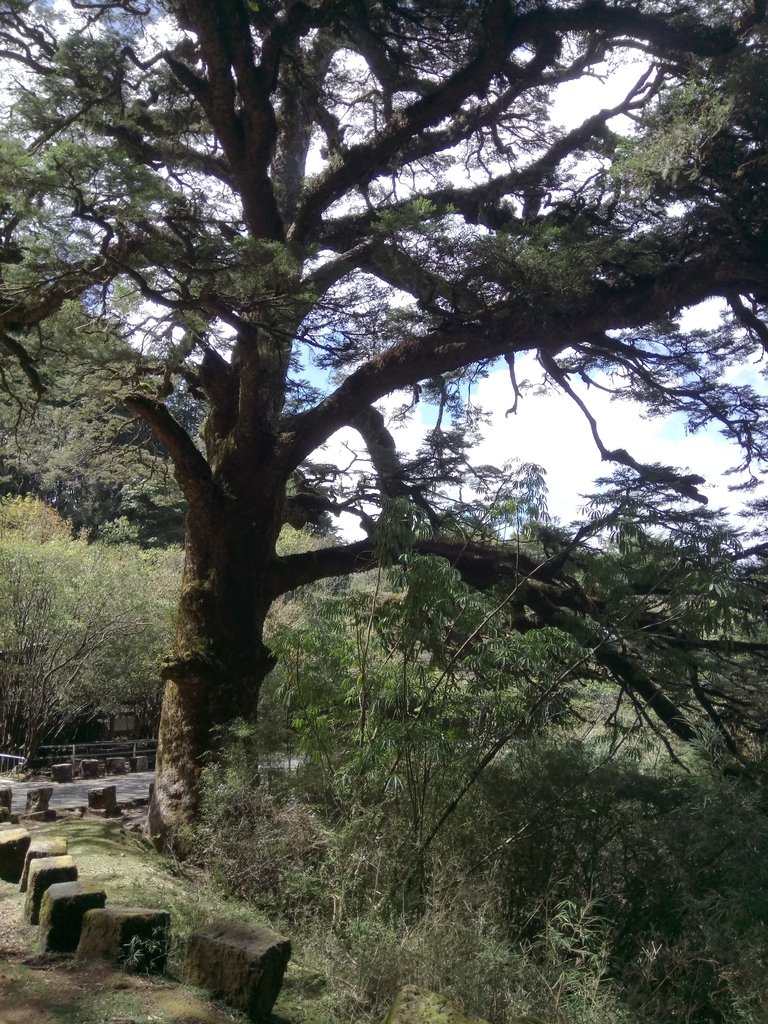 DSC_1722.JPG - 鹿林山  麟趾山步道  (01)