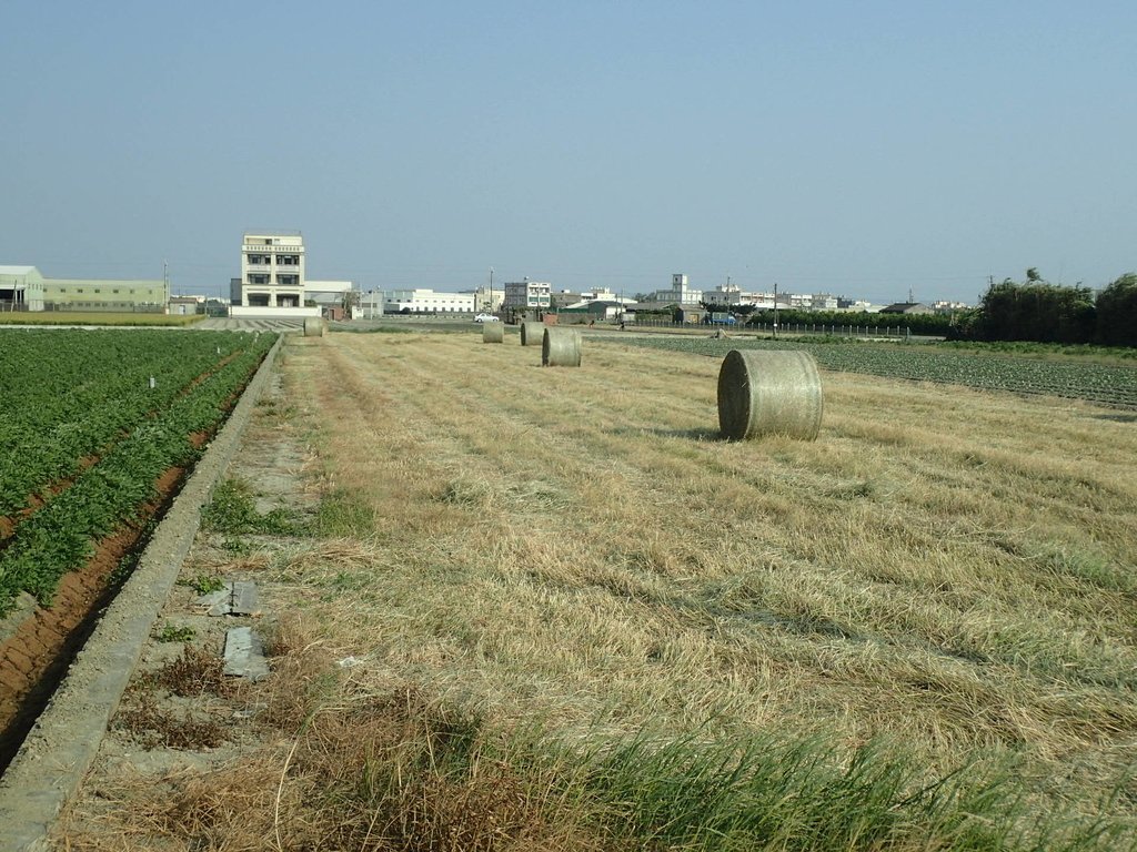 PA196272.JPG - 埔鹽  南勢埔  牧草卷之旅