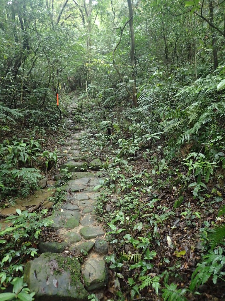 P3308190.JPG - 萬里  瑪鋉山  (望洋崖)