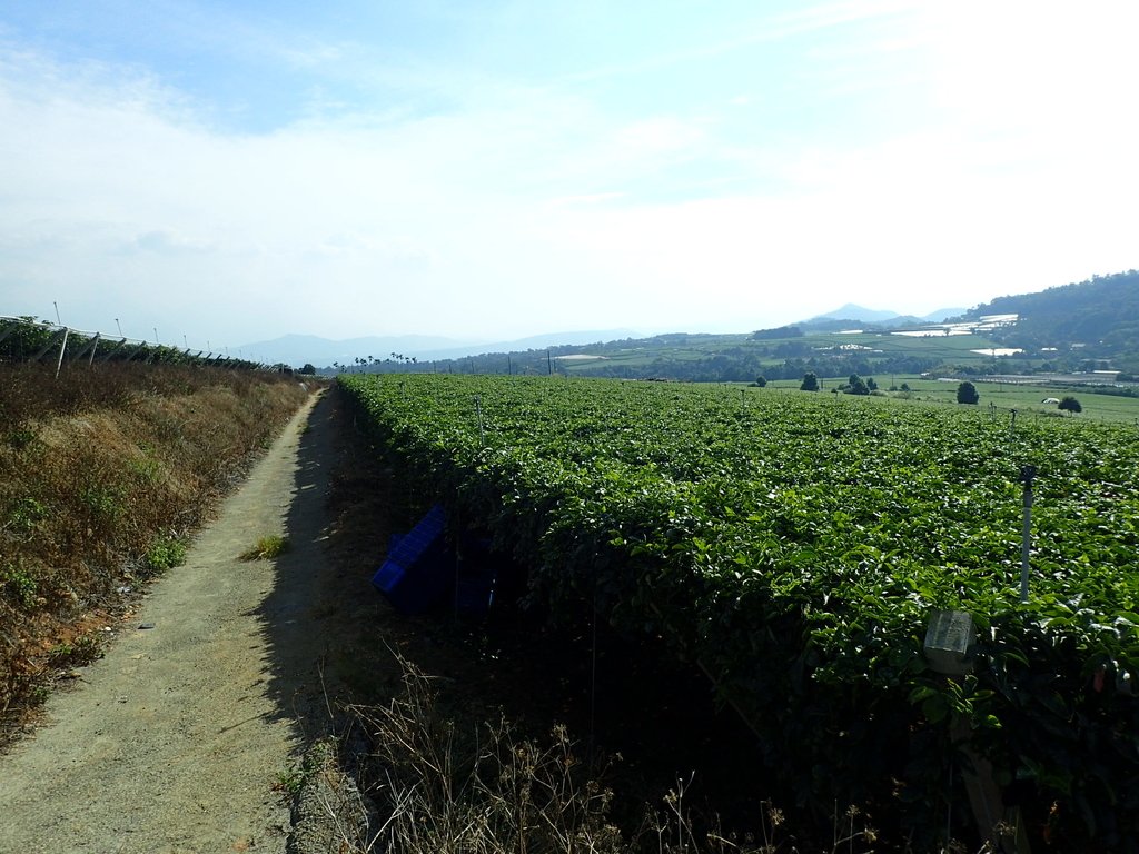 PA282131.JPG - 埔里  大坪頂  百香果園