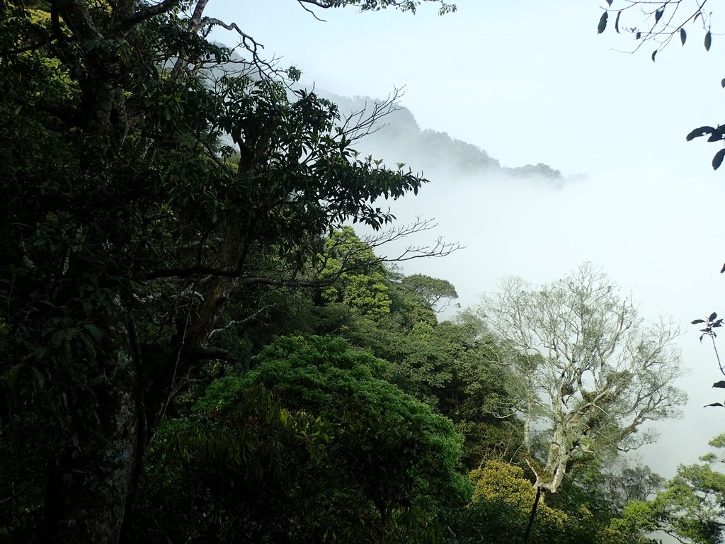 P4036916.JPG - 五峰  鵝公髻山登山步道  (02)