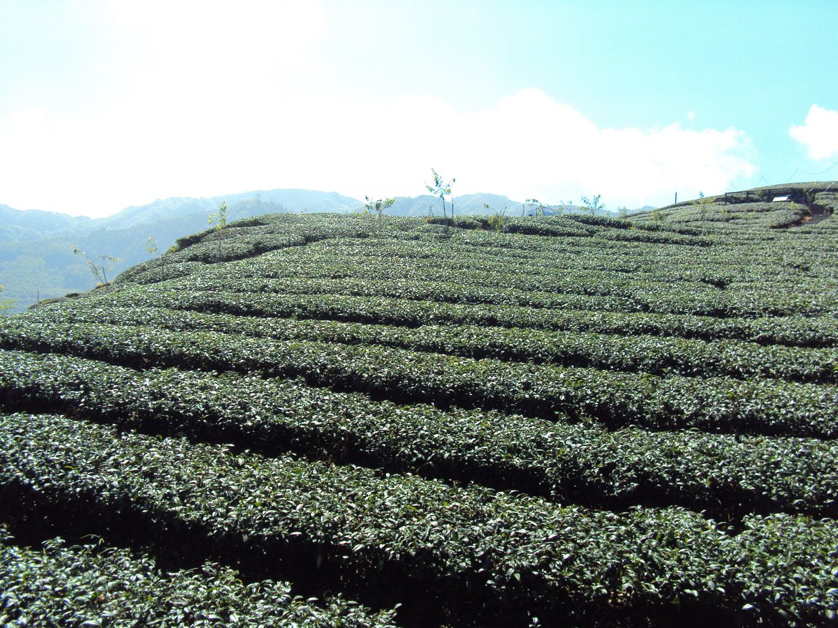 DSC07961.JPG - 竹山  軟鞍  八卦茶園