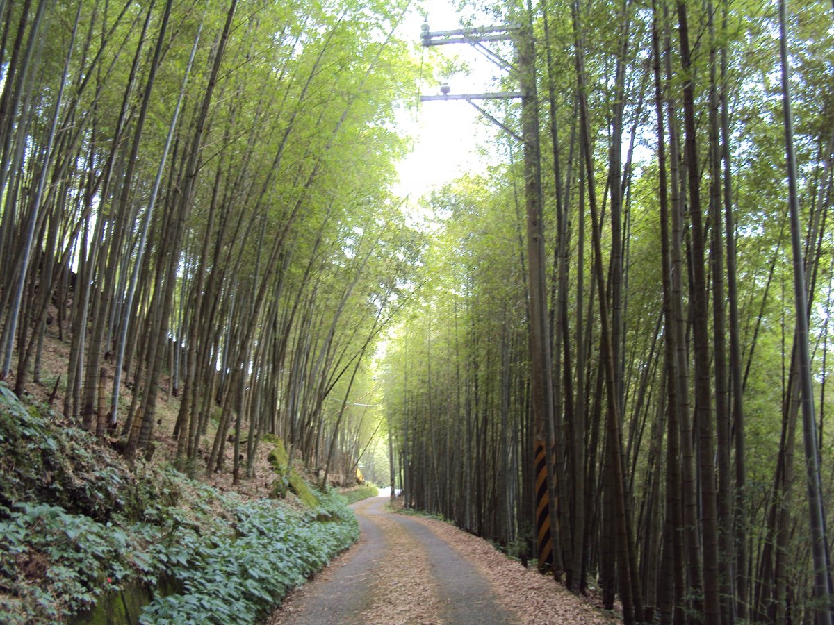 DSC08049.JPG - 竹山  大諳  孟宗竹蔭隧道