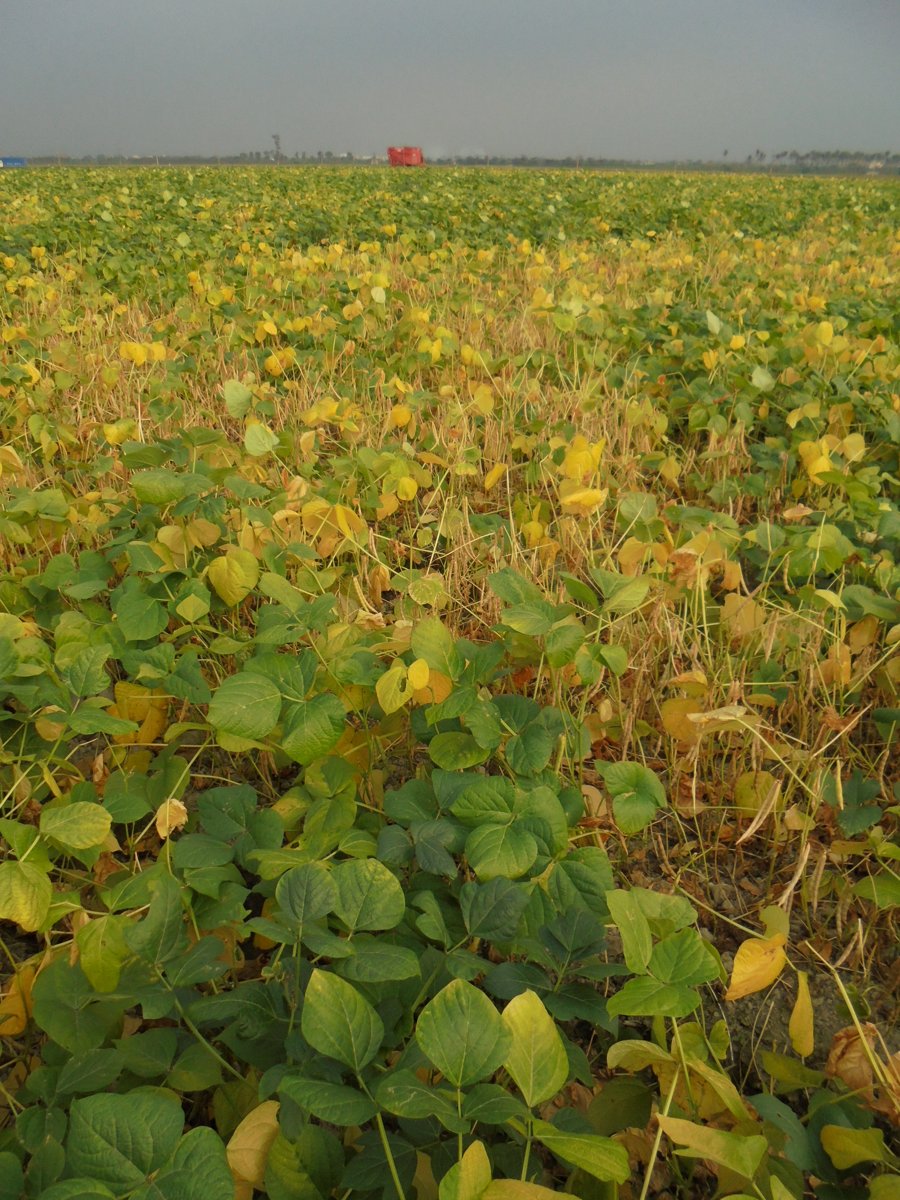 DSC00532.JPG - 萬丹  紅豆田園