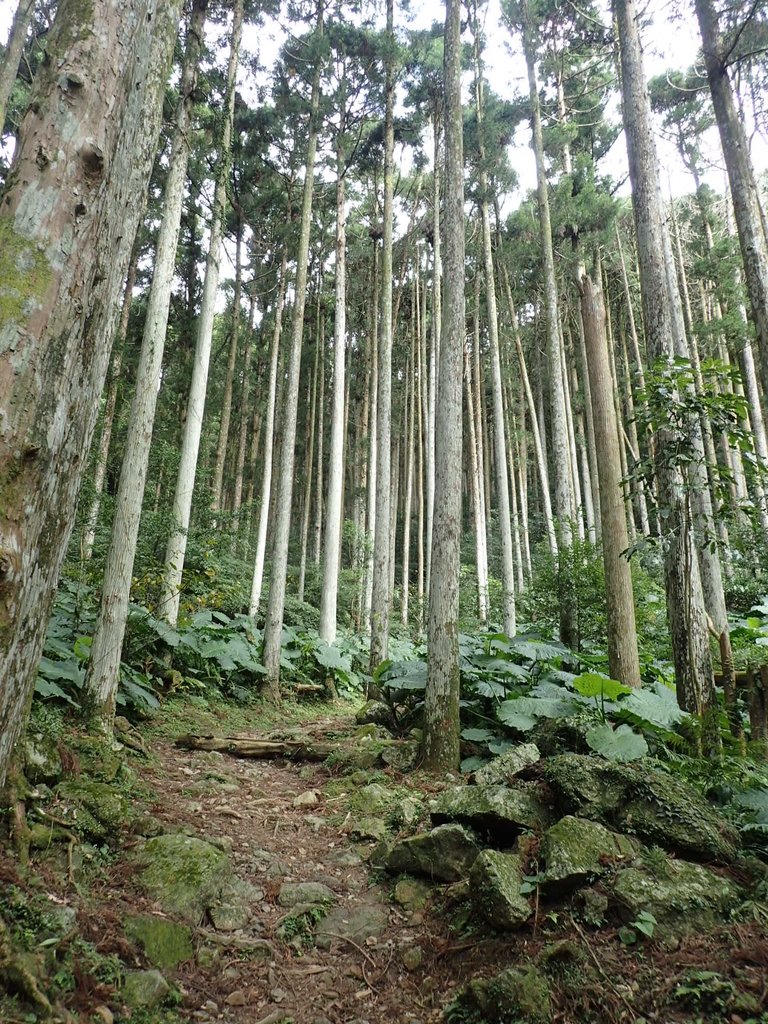 PB257601.JPG - 復興  東滿步道