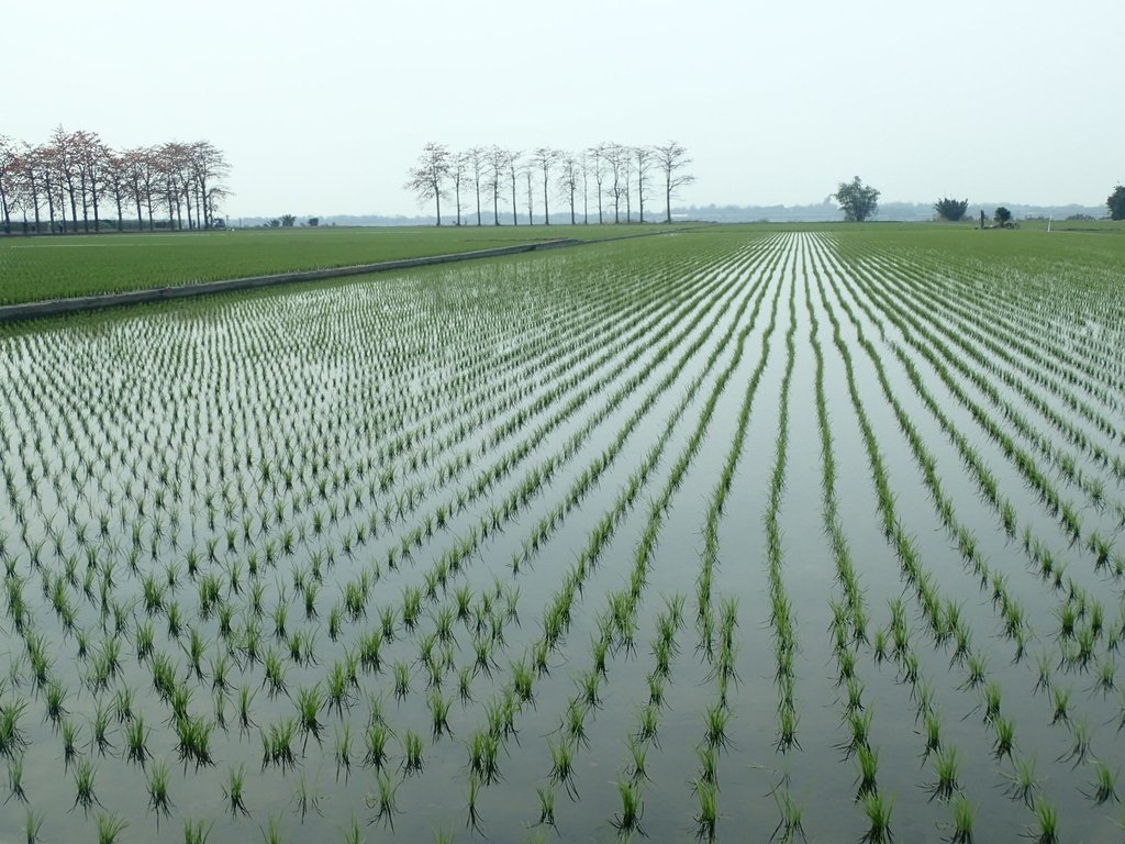 P3066462.JPG - 竹塘  田頭  木棉花道