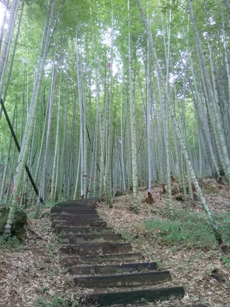 DSC_1225.JPG - 石壁山  嘉南雲峰步道