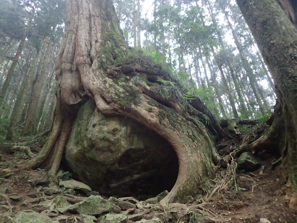 P3257956.JPG - 阿里山  二萬平  抱石神木