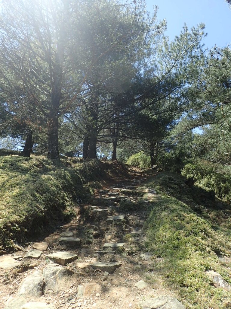 P3268134.JPG - 鹿林山  麟趾山步道  (02)