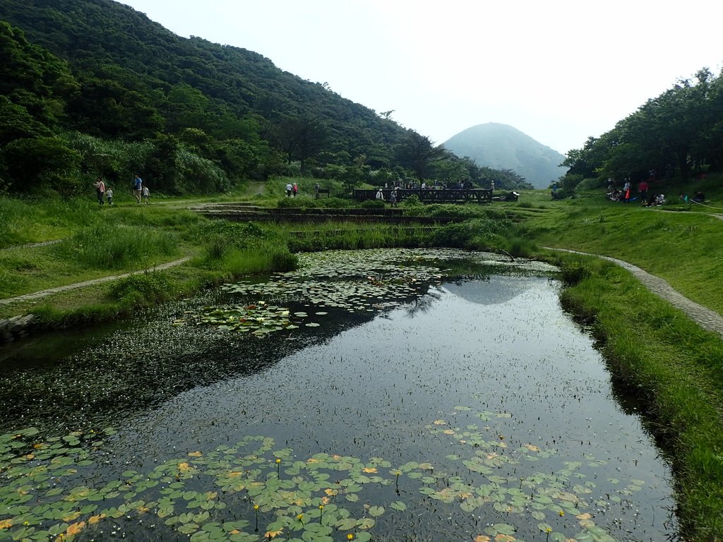 P5268846.JPG - 大屯山賞蝶季