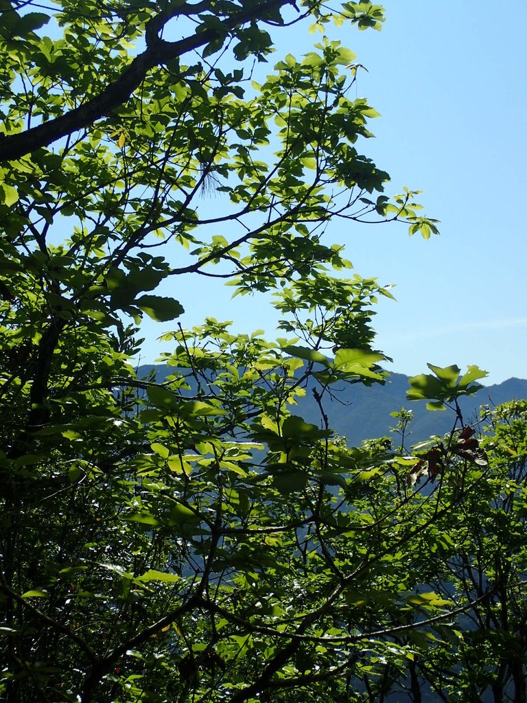 P3167244.JPG - 谷關  屋東縱走