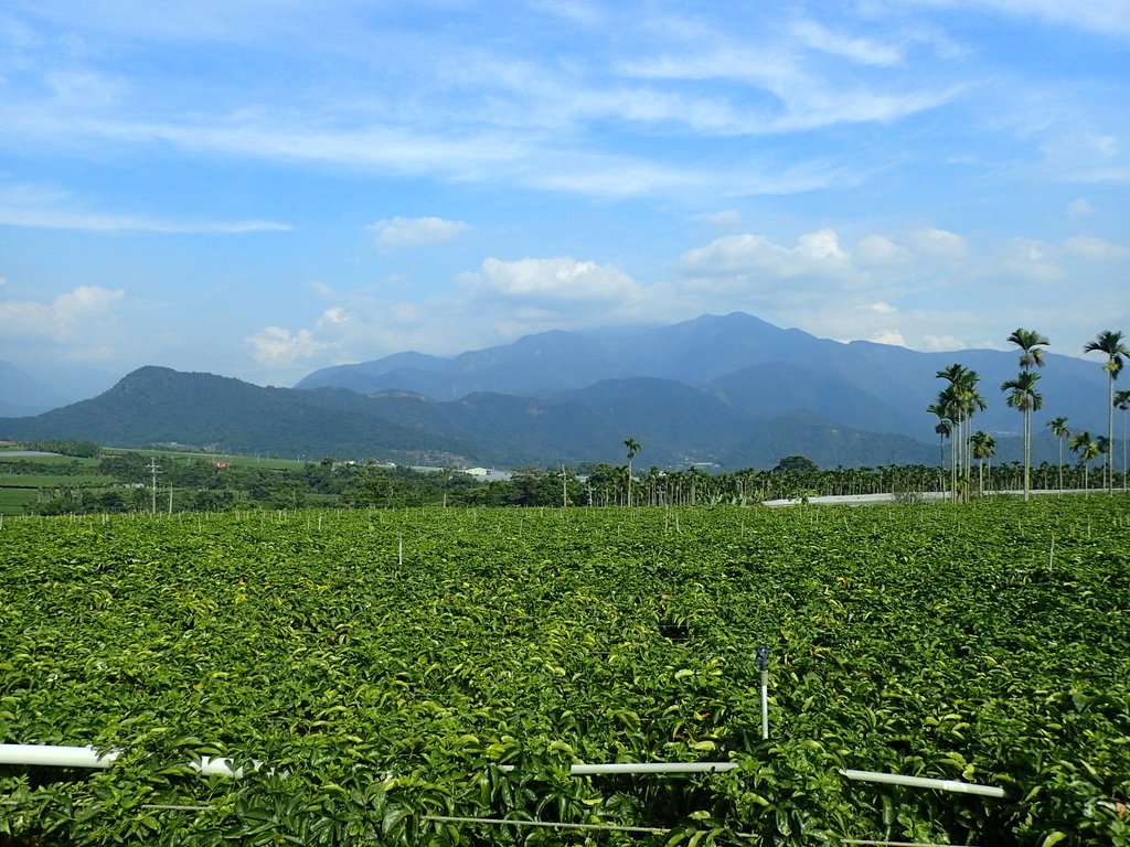 PA282141.JPG - 埔里  大坪頂  百香果園