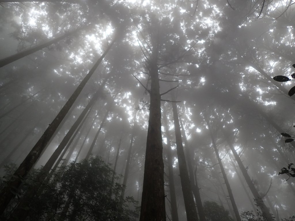 P9250172.JPG - 南庄  向天湖之  迷霧森林