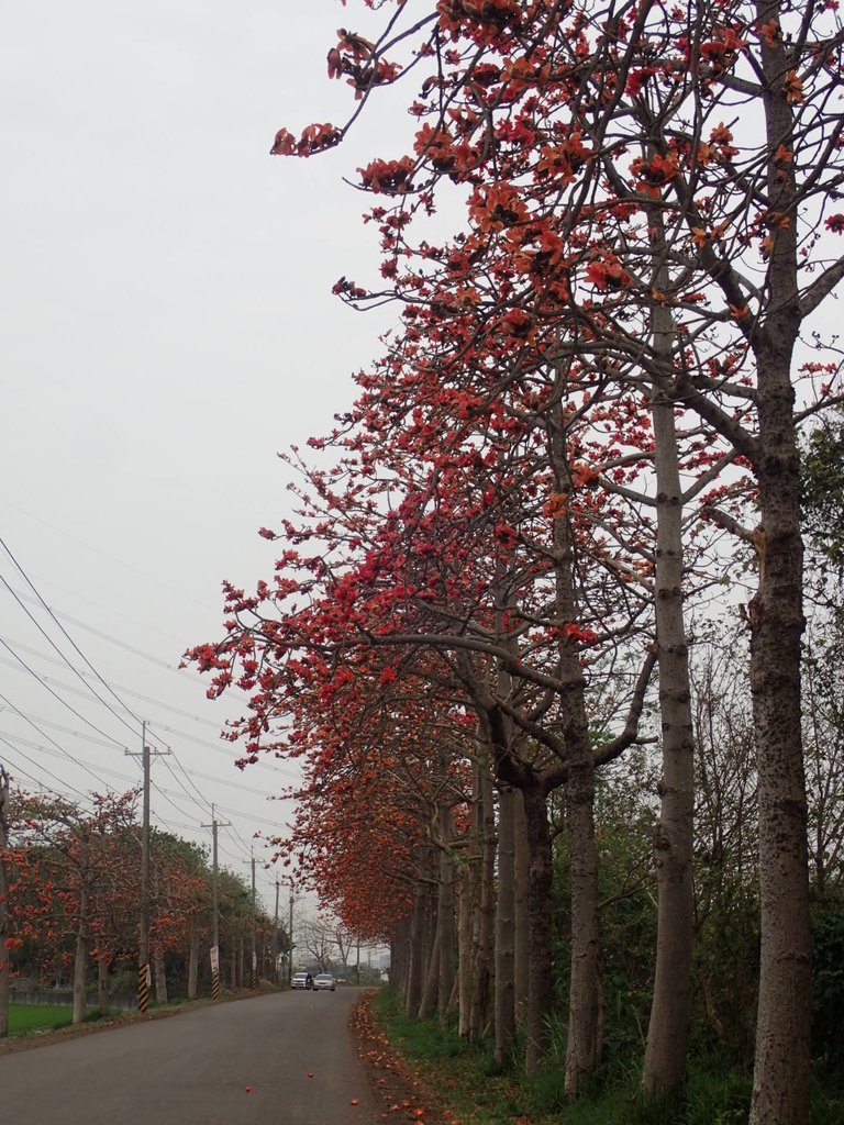 P3066344.JPG - 埤頭  東螺溪  木棉花