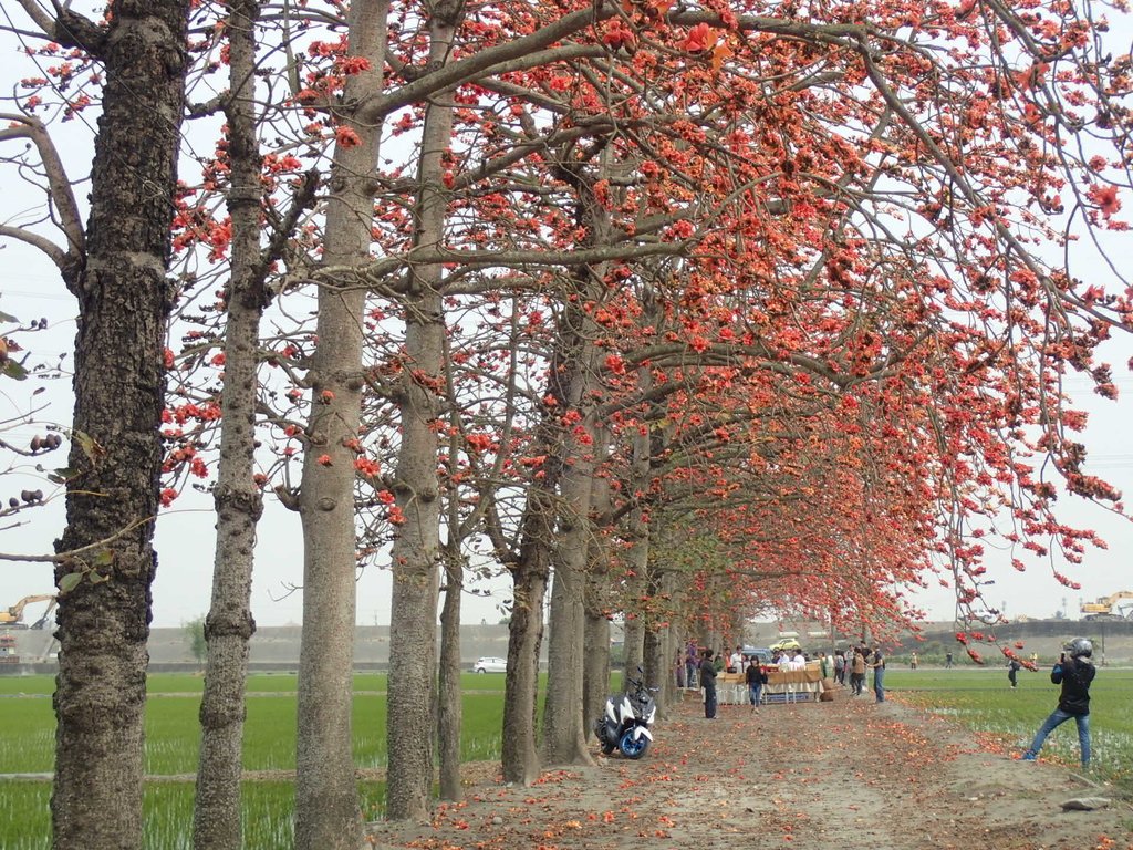 P3066490.JPG - 竹塘  田頭  木棉花道