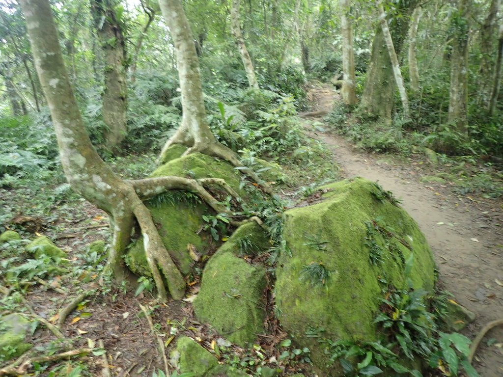 P2107492.JPG - 大溪  溪洲山登山步道