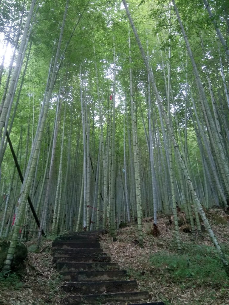 DSC_1226.JPG - 石壁山  嘉南雲峰步道