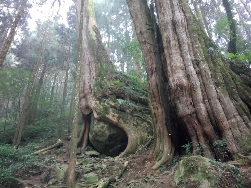 DSC_1532.JPG - 阿里山  二萬平  抱石神木