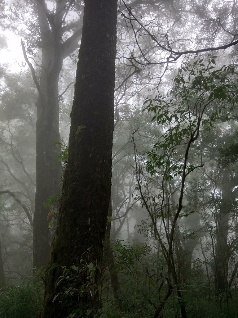 DSC_2671.JPG - 台中  和平  稍來山南峰