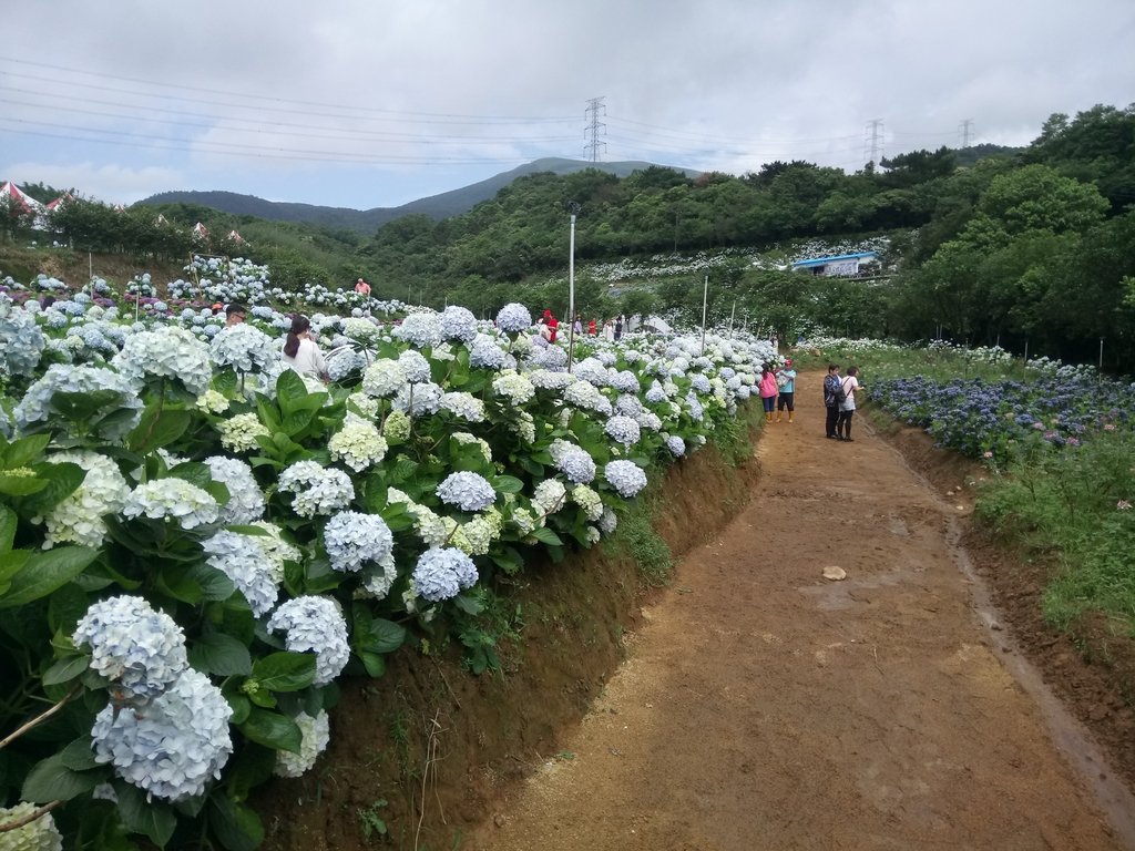 DSC_9293.JPG - 萬里  高家繡球花田