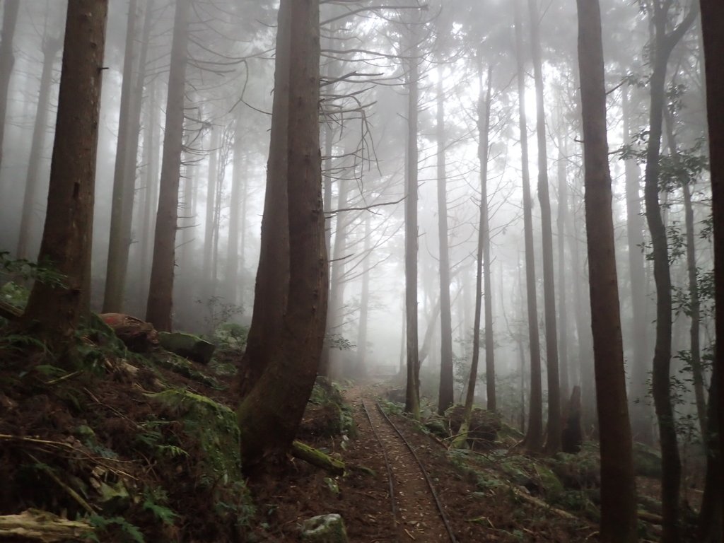 P2035010.JPG - 南庄  加里山  森林鐵道