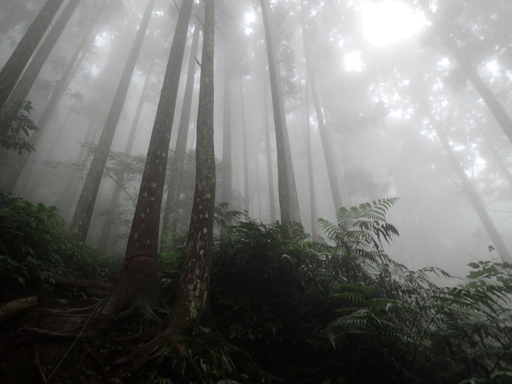 P9250185.JPG - 南庄  向天湖之  迷霧森林