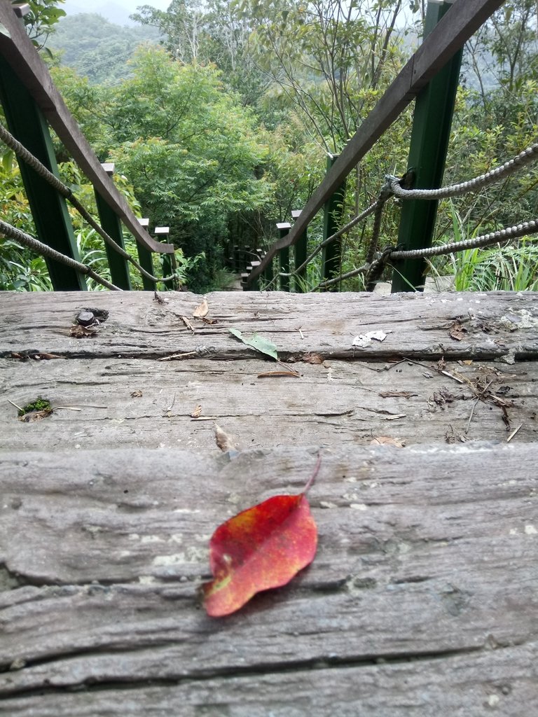 DSC_0231.JPG - 魚池  頭社  後尖山步道