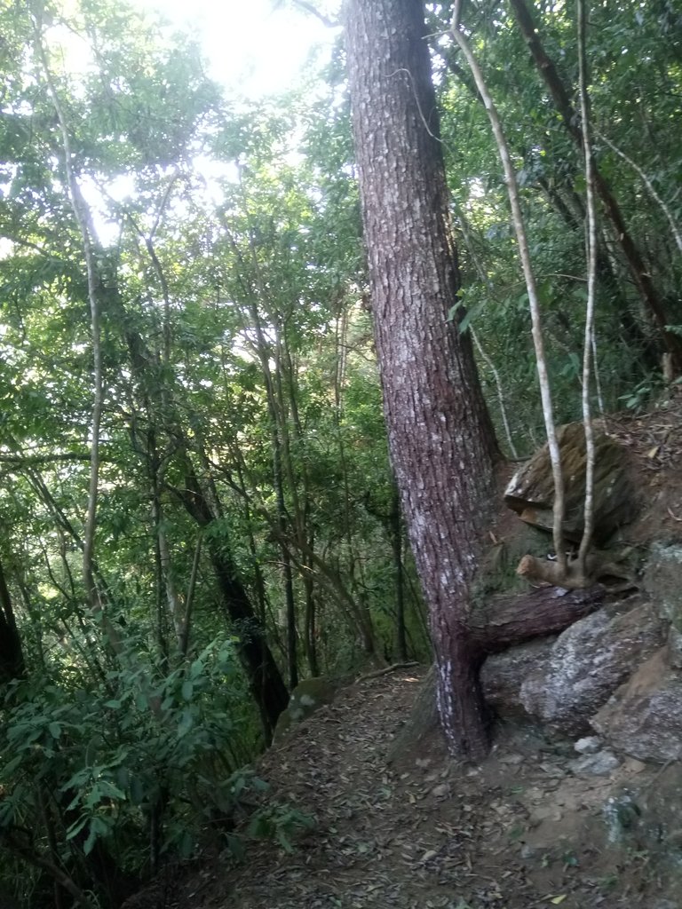 DSC_1723.JPG - 仁愛  惠蓀林場  巨松臺步道