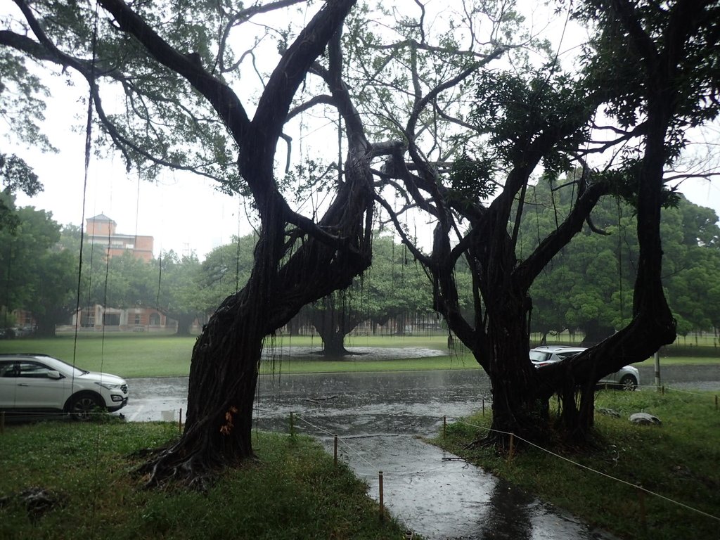 PB074517.JPG - 台南  成功大學  校園掠影