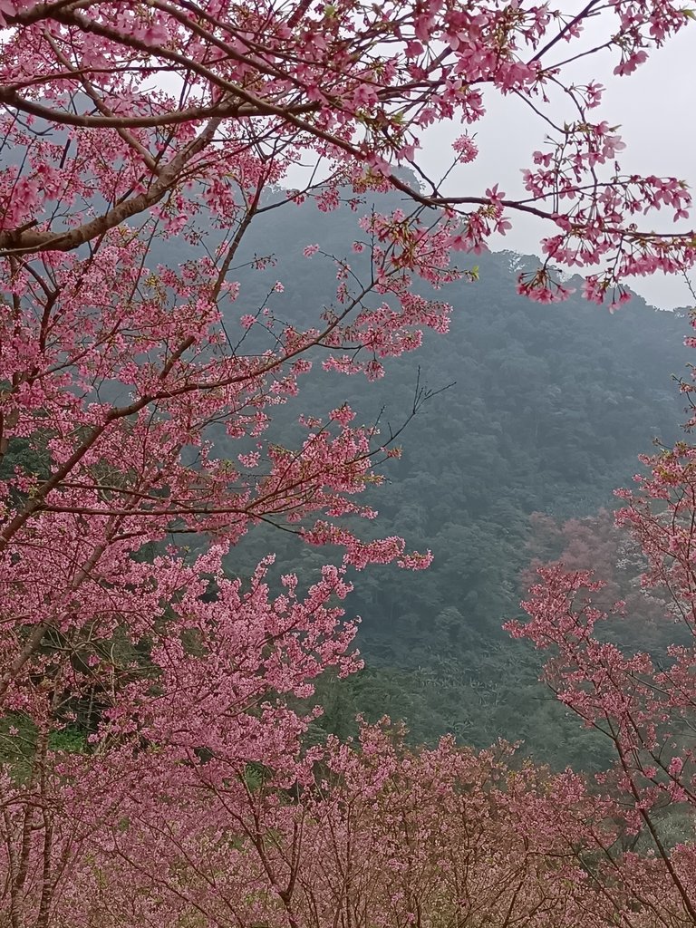 IMG20210226124023.jpg - 三峽  熊空  大熊櫻花林