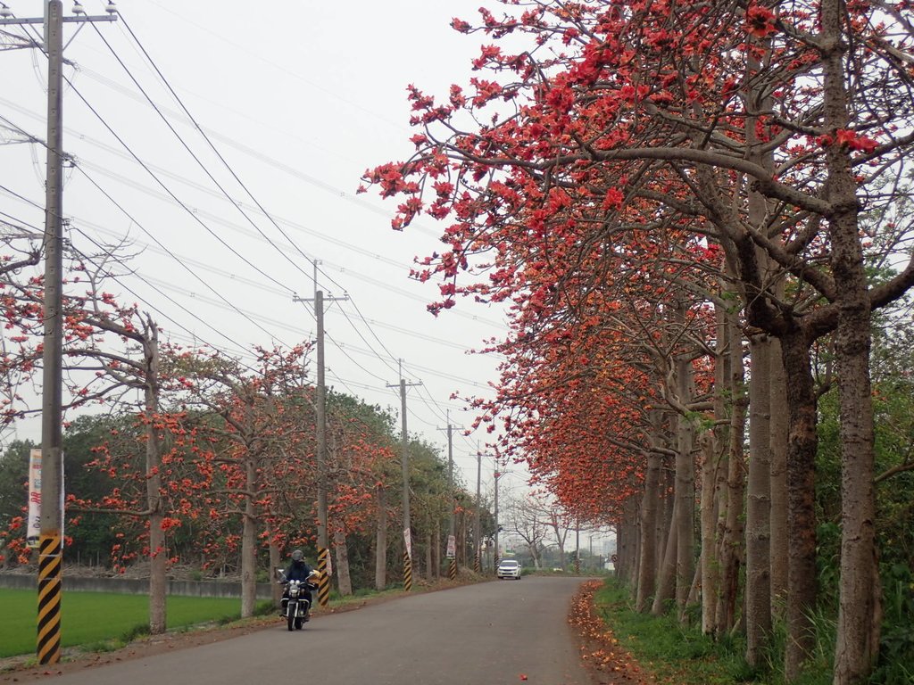 P3066347.JPG - 埤頭  東螺溪  木棉花