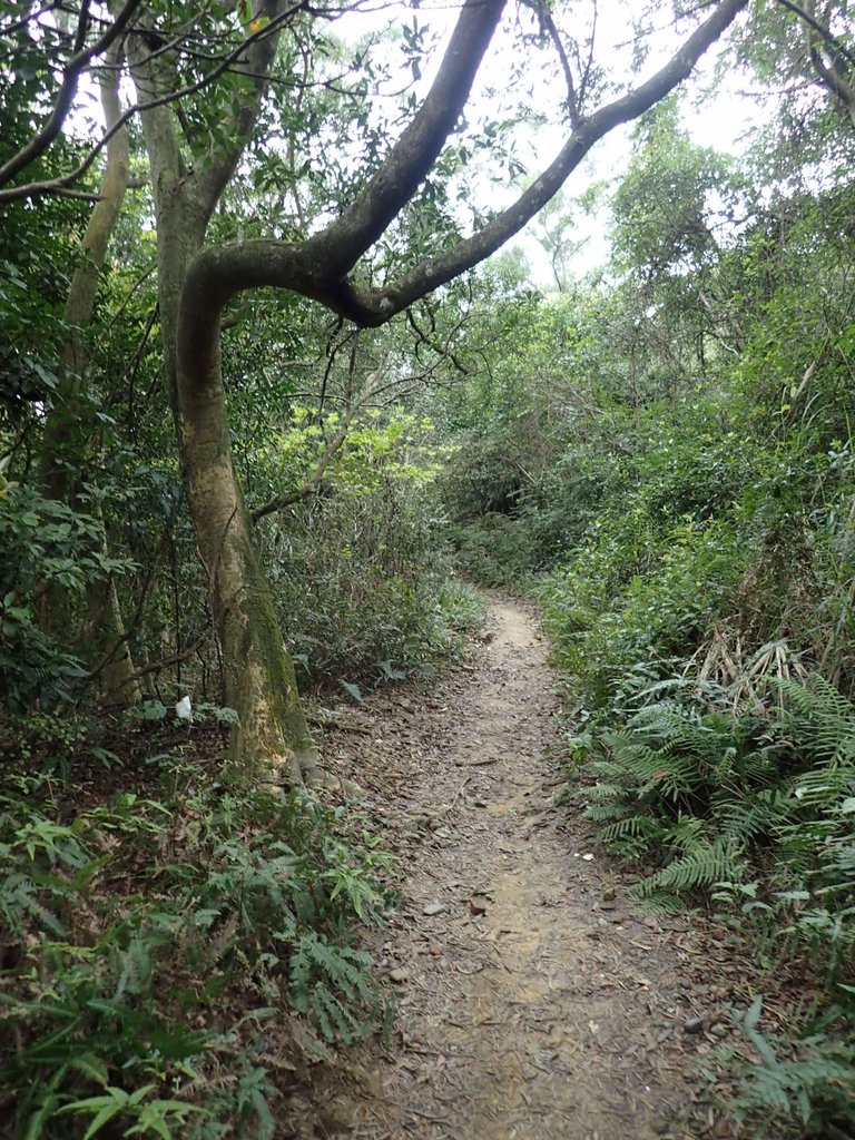 P2288750.JPG - 內湖  大崙尾山