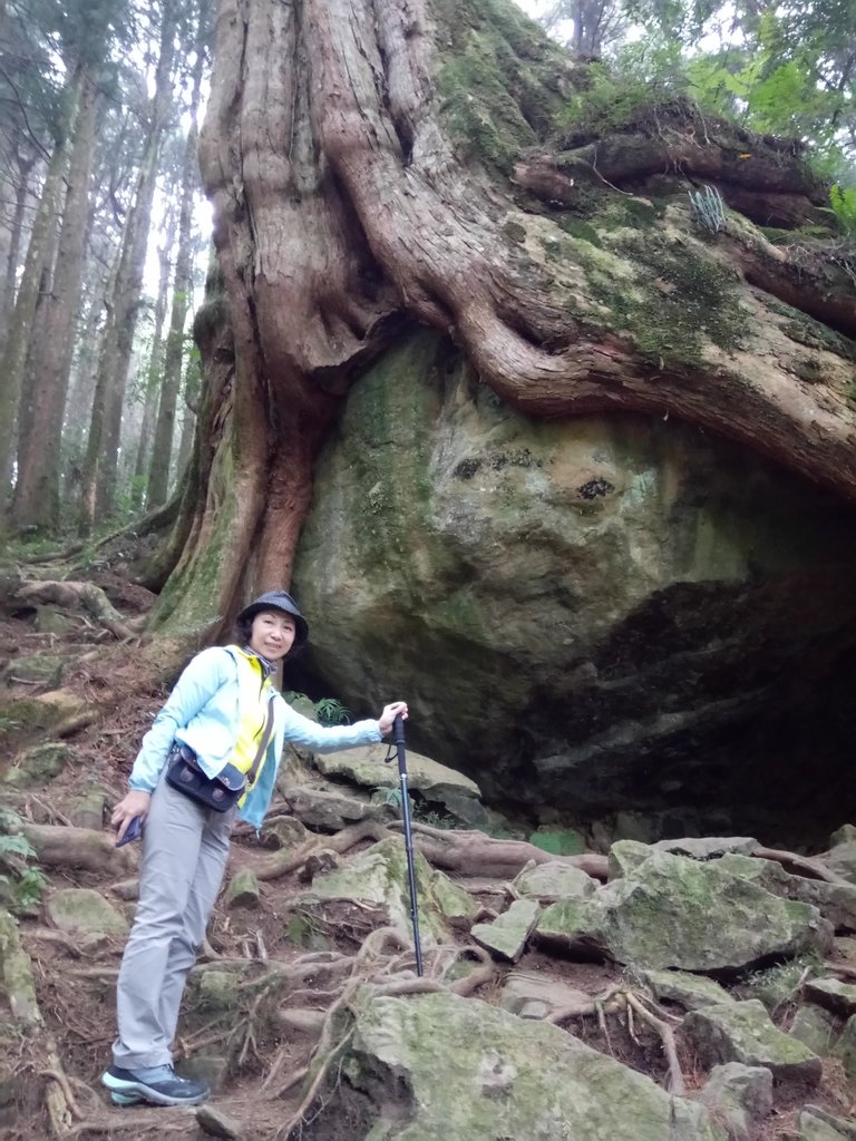 DSC_1533.JPG - 阿里山  二萬平  抱石神木